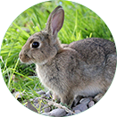 ��Ȧ- (�й���)��ȦΪ�Ķ���